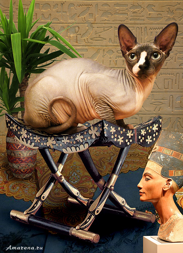 Египетская кошка сфинкс. Фотоколлаж